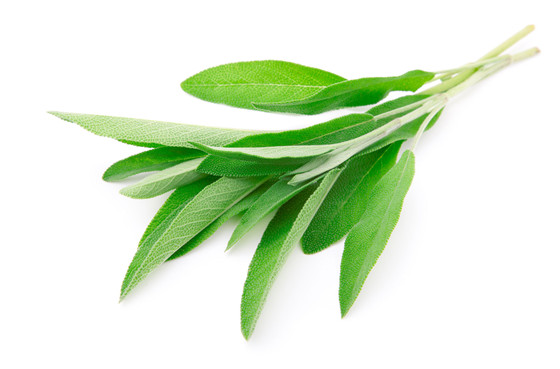 Fresh-Sage-Leaves